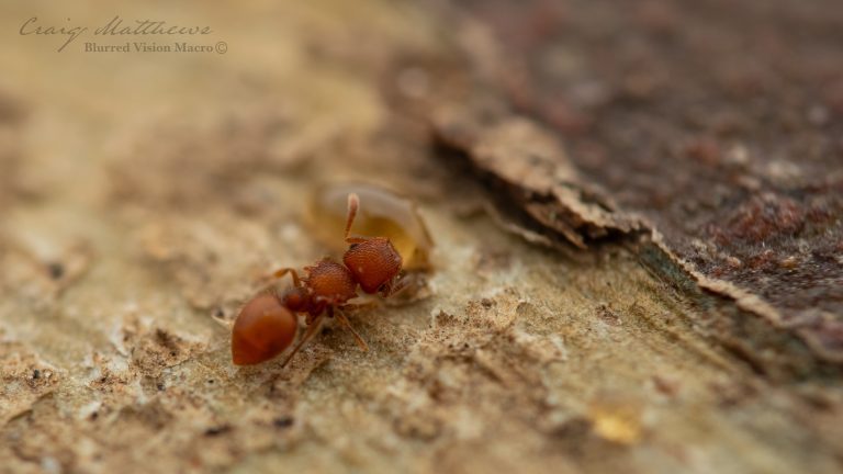 Meranoplus sp. (Shield Ants)