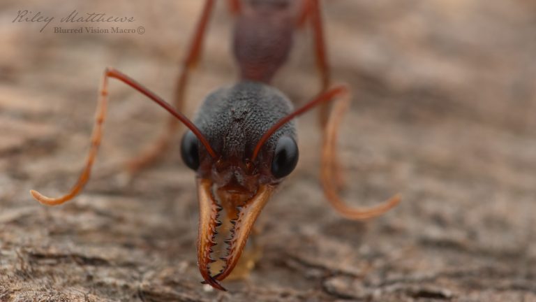 Myrmecia species 17