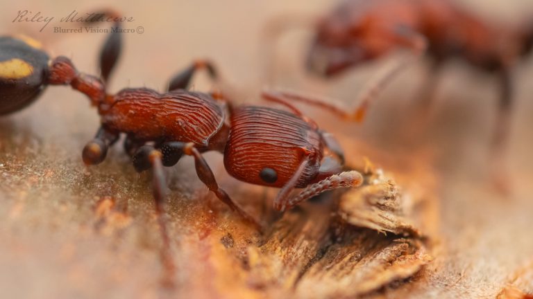 Podomyrma adelaidae (Spotted Muscleman Tree Ant)