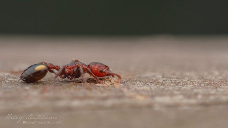 Podomyrma adelaidae (Spotted Muscleman Tree Ant)