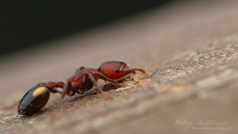 Podomyrma adelaidae (Spotted Muscleman Tree Ant)