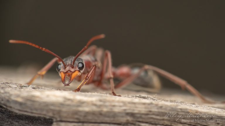 Myrmecia nigriceps (Black Headed Bull Ant)