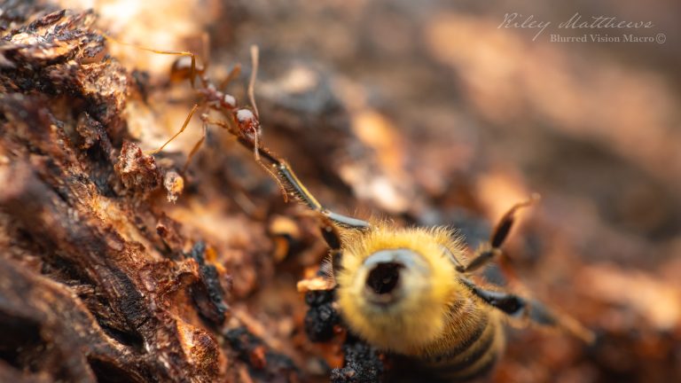 Aphaenogaster longiceps (Funnel Ant)