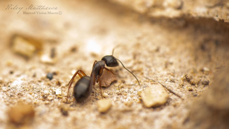 Camponotus sp.