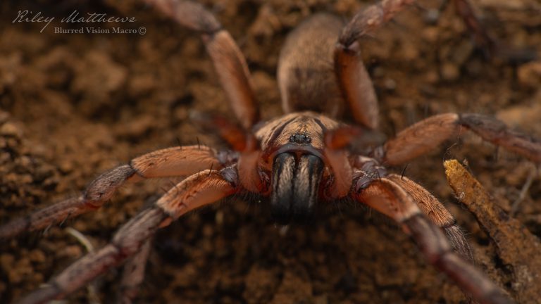 Proshermacha sp (undescribed species of Wishbone Spider)