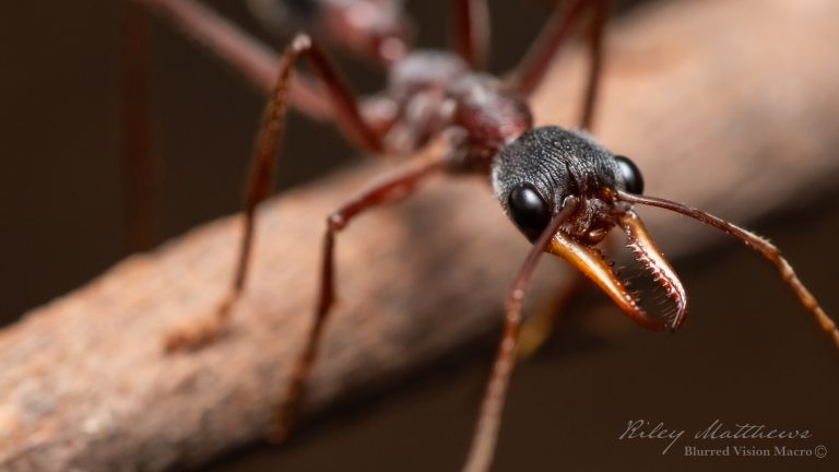 Myrmecia species 17