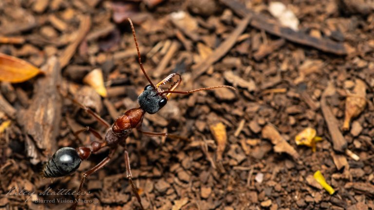 Myrmecia nigriceps (Black Headed Bull Ant)
Queen de-alate