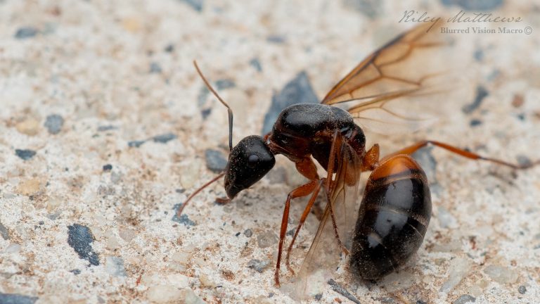 Camponotus consobrinus (Banded Sugar Ant)
Queen Alate in the process of removing her wings.