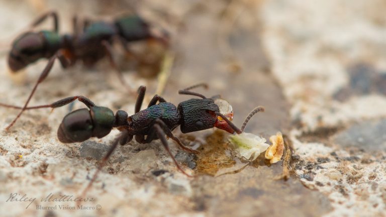 Rhytidoponera metallica (Gren Headed Ant)