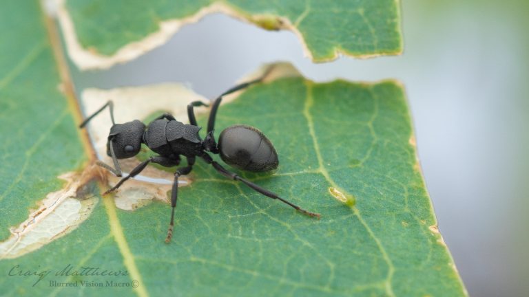 Polyrhachis phryne