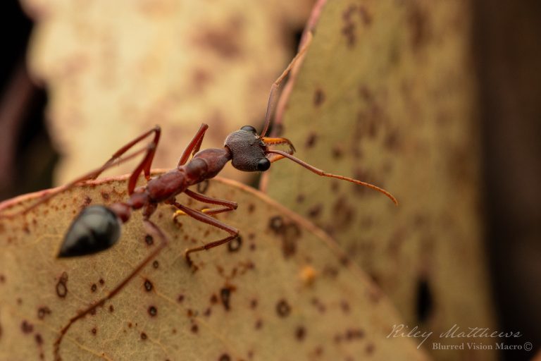 Myrmecia species 17