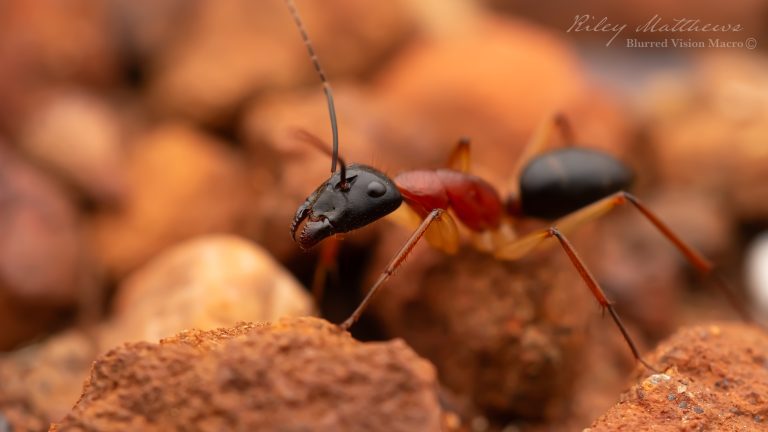 Camponotus nigriceps (Black Headed Sugar Ant)