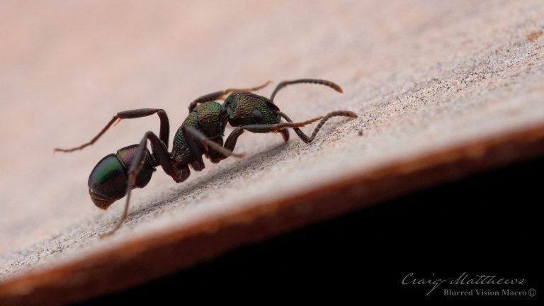 Rhytidoponera metallica (Gren Headed Ant)