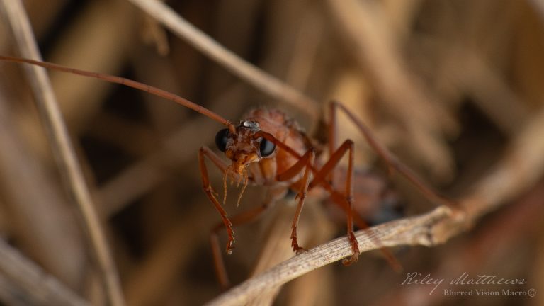 Myrmecia nigriceps (Black Headed Bull Ant)
Drone / Male Alate