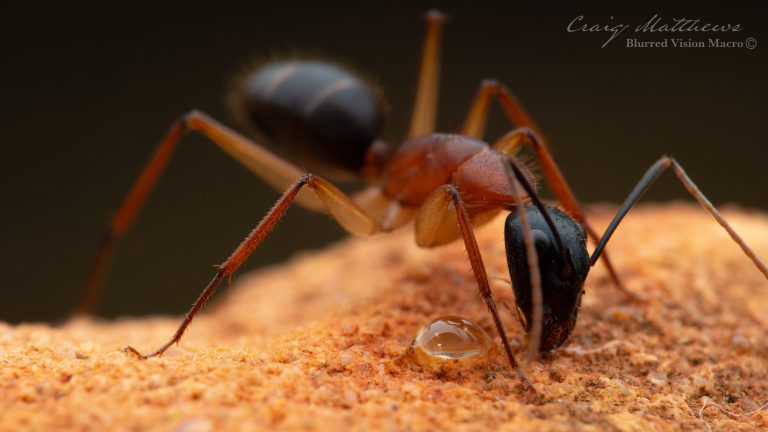 Camponotus nigriceps (Black Headed Sugar Ant)