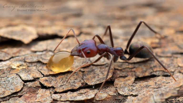 Iridomyrmex purpureus (Southern Meat Ant)