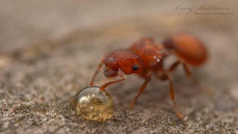 Meranoplus sp. (Shield Ants)