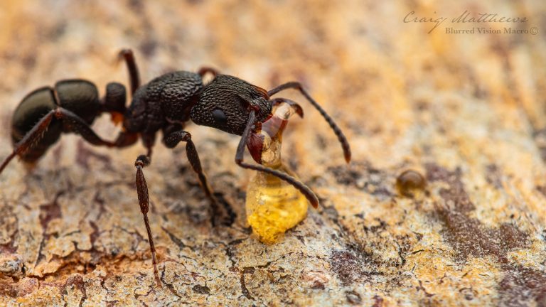 Rhytidoponera tasmaniensis