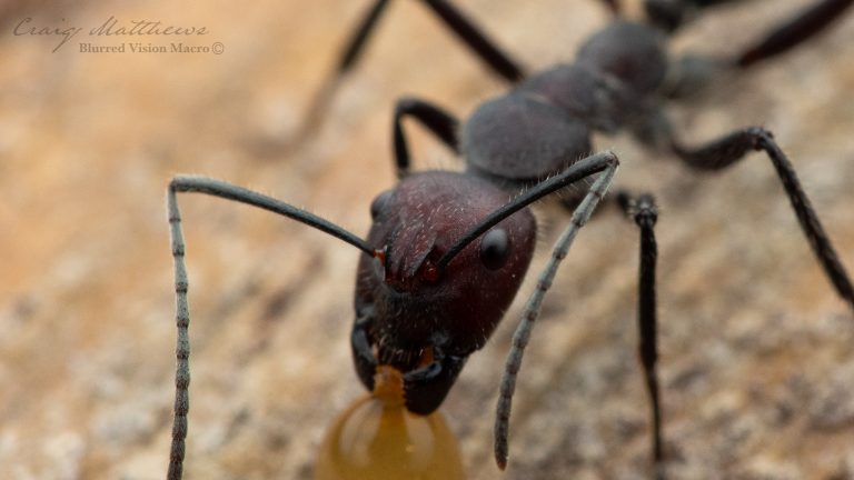 Camponotus suffusus suffusus