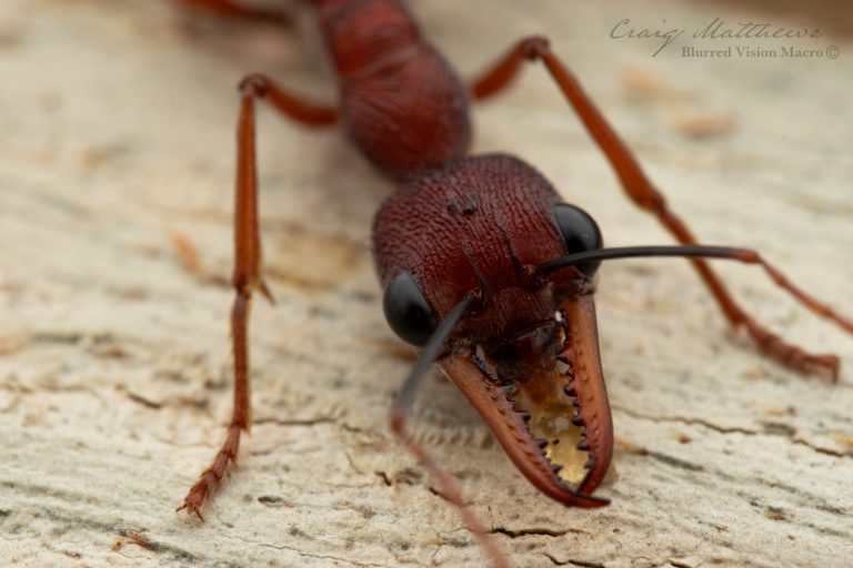 Myrmecia nigriscapa (Black Scaped Bull Ant)