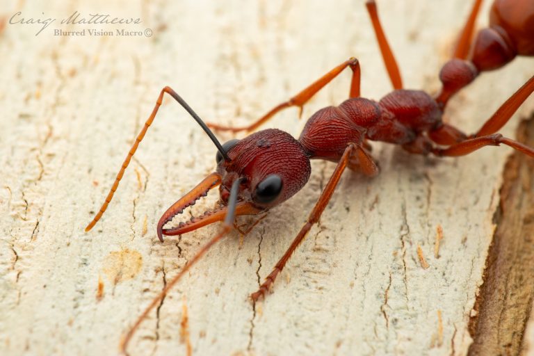 Myrmecia nigriscapa (Black Scaped Bull Ant)