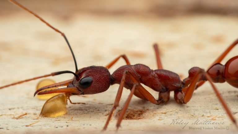 Myrmecia nigriscapa (Black Scaped Bull Ant)