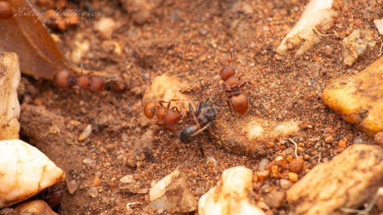 Meranoplus sp. (Shield Ants)