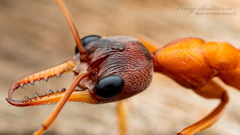 Myrmecia species 17