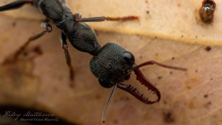 Myrmecia pyriformis (Inch Ant)