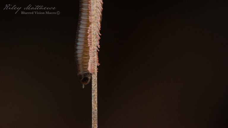 Millipede