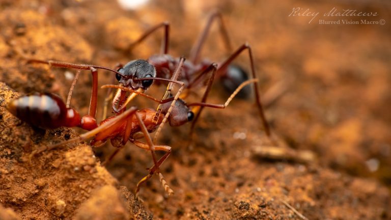 Myrmecia species 17