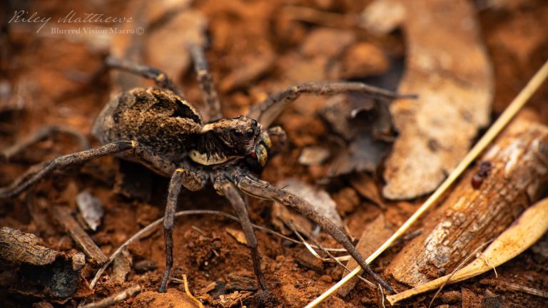 Venator spenceri (Variable Wolf Spider)