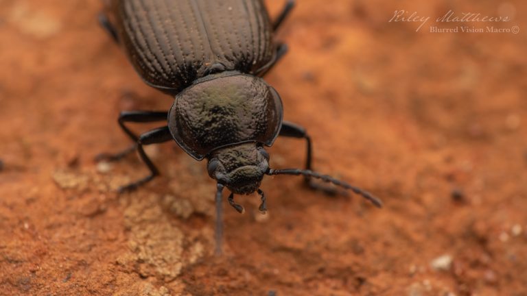 Genus Cardiothorax