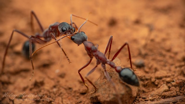 Myrmecia species 17