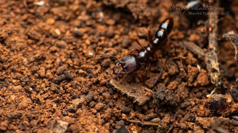 Amblyopone australis