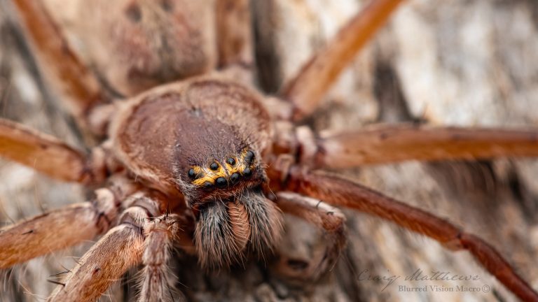 Typostola barbata (Green-bellied Huntsman Spider)