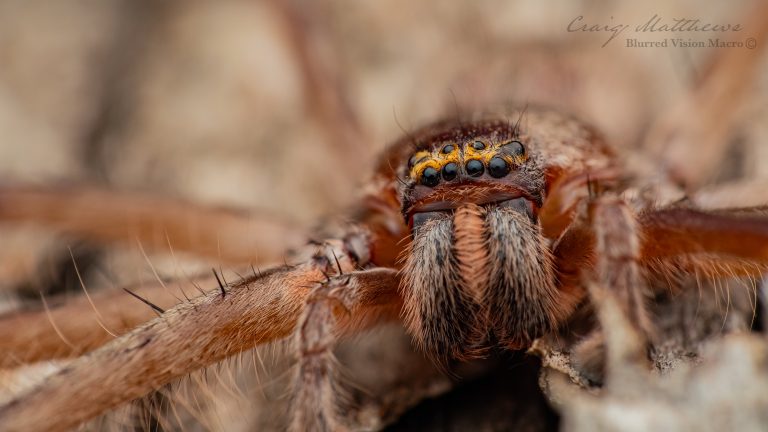 Typostola barbata (Green-bellied Huntsman Spider)