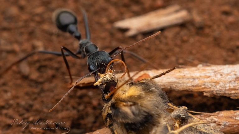 Myrmecia pyriformis (Inch Ant)